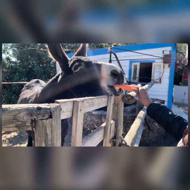Albufeira Safari exploring villages, churches, castle & farm - The Medronho and Honey Tasting: Why This Safari Feels Like Portugal