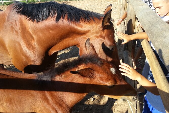 Alcamo Farm Animals and Aromatic Garden - Meet the farm animals: feeding, petting, and up-close habits