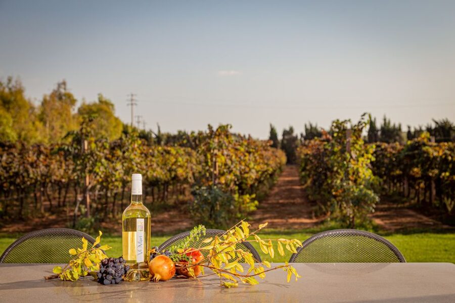 Alghero: Wine and Olive Oil Tasting at a Local Farm - Stop-by-Stop: How the Hour Unfolds at Ledà d’Ittiri