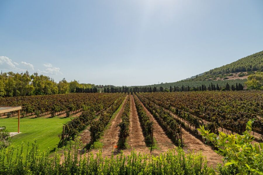 Alghero: Wine and Olive Oil Tasting at a Local Farm - Who This Tour Suits Best (And Who Might Skip It)