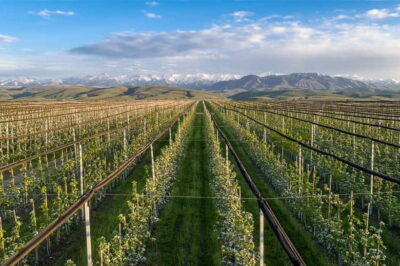 Almaty City: Big Almaty Lake Roundtrip Transfer and Tour - Your Guide’s Role: History, Mountain Context, and On-the-Spot Adjustments