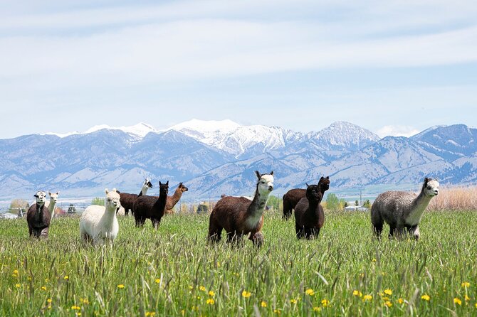 Alpaca and Llama Farm Tour - Key Points Worth Knowing