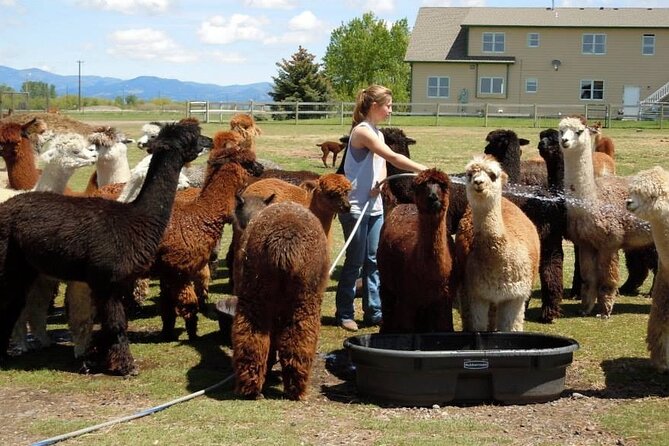 Alpaca and Llama Farm Tour - Why This Bozeman Alpaca Farm Tour Feels More Real Than a Petting Zoo