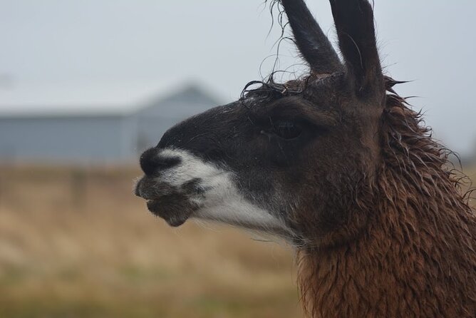 Alpaca and Llama Farm Tour - Stop-by-Stop Flow: How the Farm Loop Works in Practice