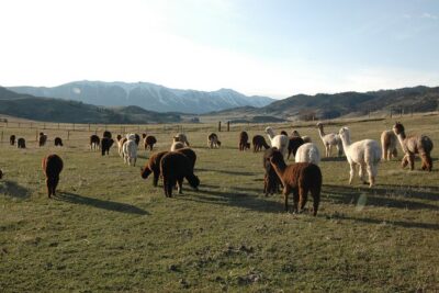 Alpaca and Llama Farm Tour - What You’ll See First: Alpacas, Llamas, Guard Dogs, and the Farm’s Animal Cast