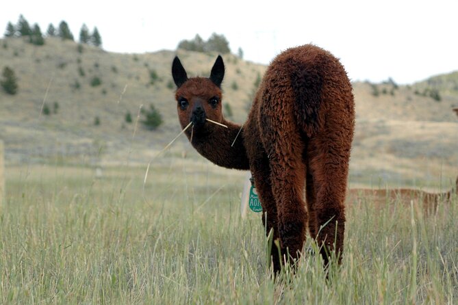 Alpaca and Llama Farm Tour - What Makes the Working-Farm Details Matter (Breeding, Live Births, and Watch Your Step)