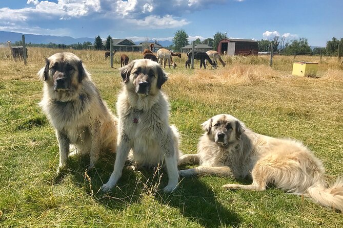 Alpaca and Llama Farm Tour - Terrain, Rest Breaks, and Mobility: Comfort Options Without Overpromising