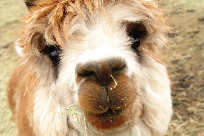 Alpaca and Llama Farm Tour - Weather Reality: Rain, Sun, and Why Timing Is About Comfort