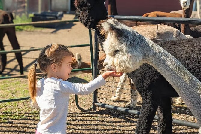 Alpaca and Llama Farm Tour - Photo Opportunities and the Souvenir Moment