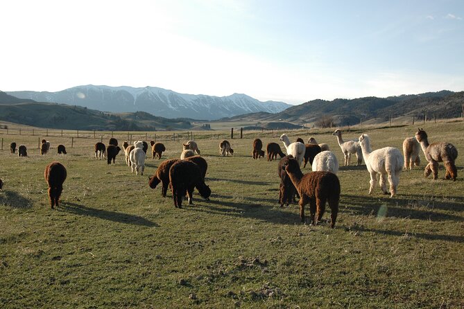 Alpaca and Llama Farm Tour - What You’ll See First: Alpacas, Llamas, Guard Dogs, and the Farm’s Animal Cast