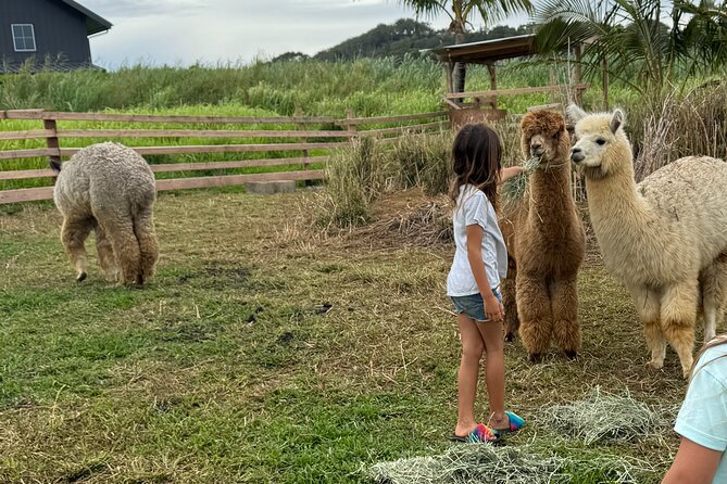 Alpaca Farm Experience on the Road to Hana - Quick Highlights