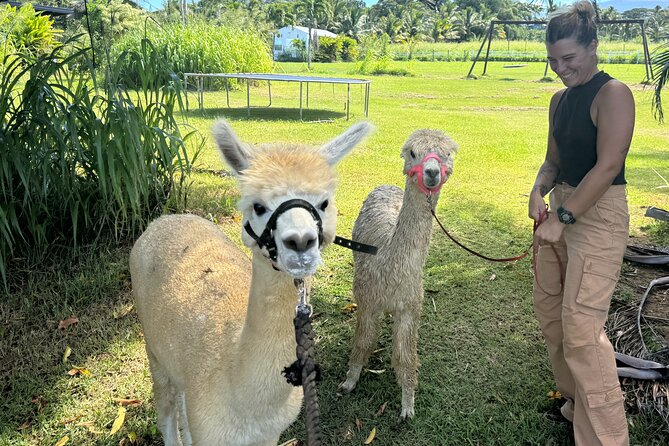 Alpaca Farm Experience on the Road to Hana - Why This Alpaca Break Works on the Road to Hana