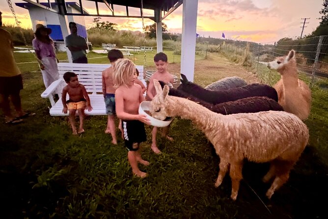 Alpaca Farm Experience on the Road to Hana - Getting There: The Haiku Meeting Point and What to Expect