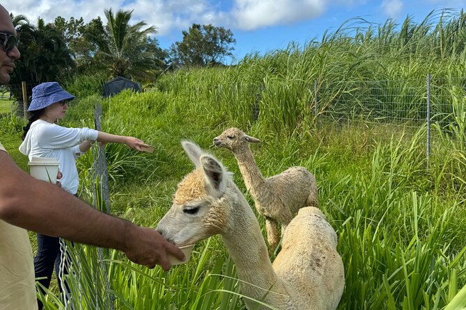 Alpaca Farm Experience on the Road to Hana - Your 30 Minutes With the Alpacas: Feeding, Walking, and Photos