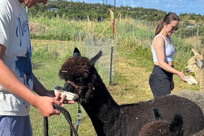 Alpaca Farm Experience on the Road to Hana - Snacks and Farm Treats: A Small Luxury Before You Continue