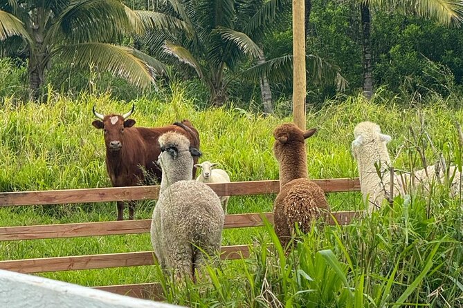 Alpaca Farm Experience on the Road to Hana - Weather and Timing: When You Should Adjust Your Hana Day