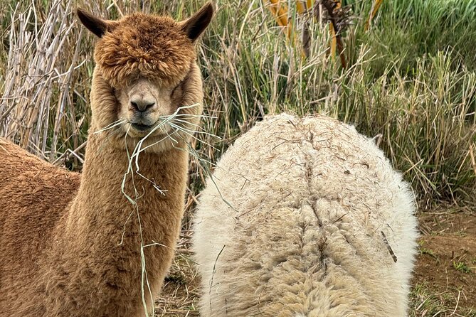 Alpaca Farm Experience on the Road to Hana - Price and Value for a 30-Minute Private Visit