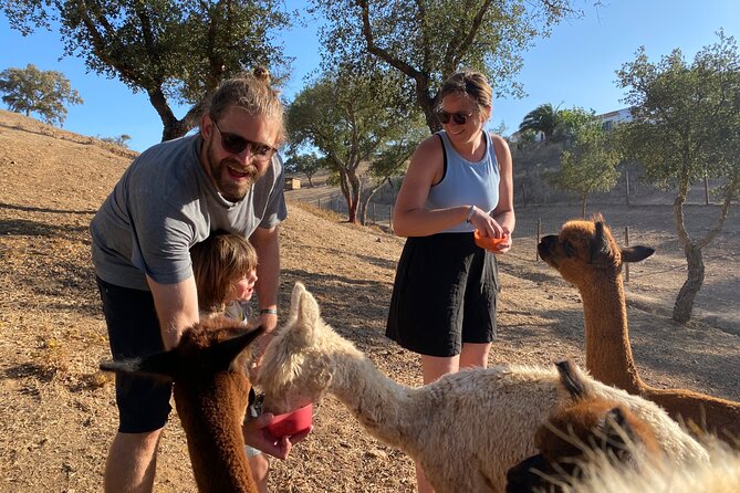 Alpaca Farm MamaAdama Meet & Feed - The photos: why the timing is built for close-up memories