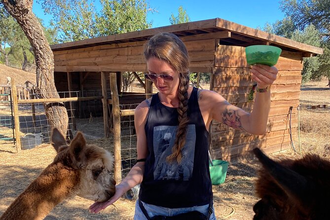 Alpaca Farm MamaAdama Meet & Feed - Wild horses on the same property: a quiet bonus stop