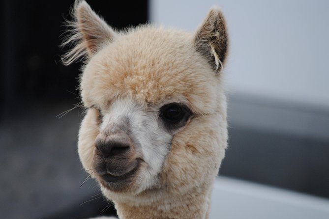 Alpaca Farm Tours with Toffeemont - Where Toffeemont fits on Tasmania’s east coast