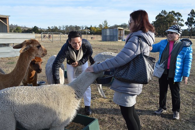 Alpaca Farm Tours with Toffeemont - Your 90 minutes: what actually happens on the tour