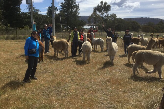 Alpaca Farm Tours with Toffeemont - Homemade morning or afternoon tea, plus the alpaca product shop