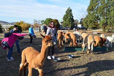 Alpaca Farm Tours with Toffeemont - Feeding and snuggling alpacas up close (the main event)