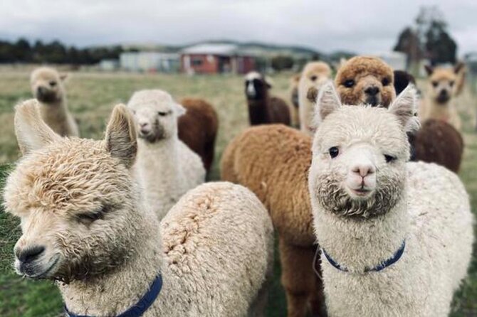 Alpaca Farm Tours with Toffeemont - Value check: does $39.45 make sense?