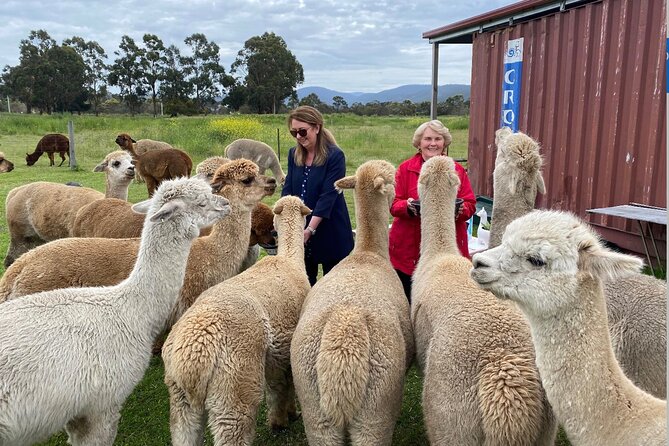 Alpaca Farm Tours with Toffeemont - Who this tour suits best (and who might want a different plan)