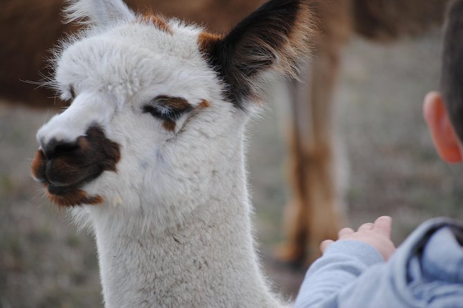 Alpaca Farm Tours with Toffeemont - Timing tips: picking the best session for your day