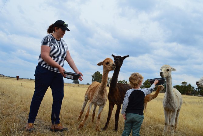 Alpaca Farm Tours with Toffeemont - After Toffeemont: what to do next in the Coal River Valley