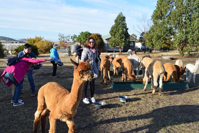 Alpaca Farm Tours with Toffeemont - Feeding and snuggling alpacas up close (the main event)