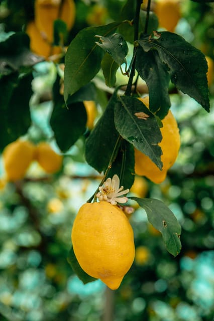 Amalfi: Vertical Lemon Farm Tour, Tastings, and Rural Museum - Finding Amalfi Lemon Experience: start smart, not stressed