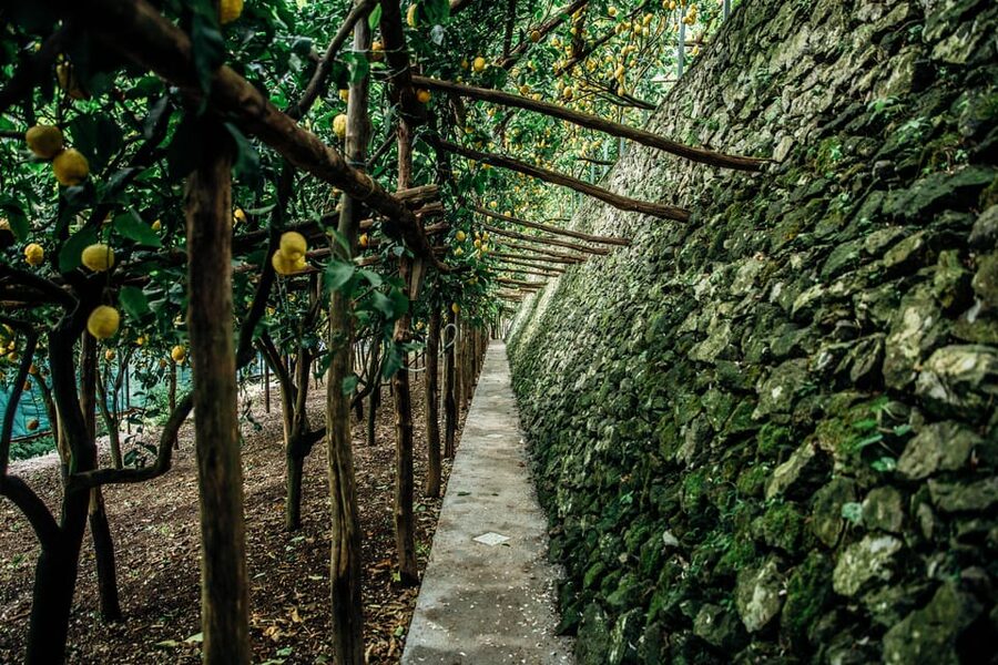 Amalfi: Vertical Lemon Farm Tour, Tastings, and Rural Museum - Organic tastings that actually taste like Amalfi