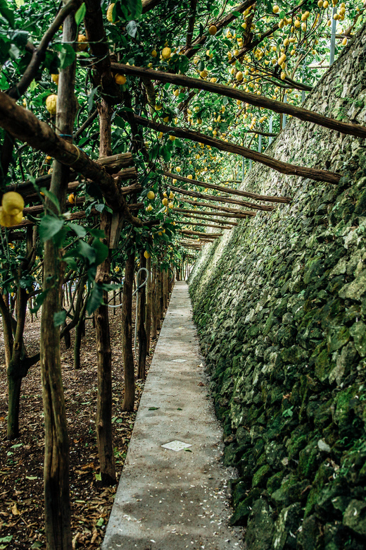 Amalfi: Vertical Lemon Farm Tour, Tastings, and Rural Museum - Price and value: is $41 fair for 1.5 hours?
