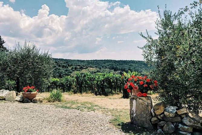 Amazing Lunch in organic Farm with Balsamic Vinegar Olive Oil truffle and Wine tasting Experience in Tuscany - Chianti Wine and the Savory-First Tasting Approach