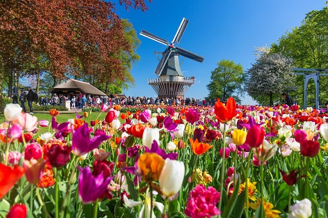 Amsterdam: Day trip to Tulip Farm, Keukenhof + Windmill Cruise - The coach ride through Lisse: when the views matter