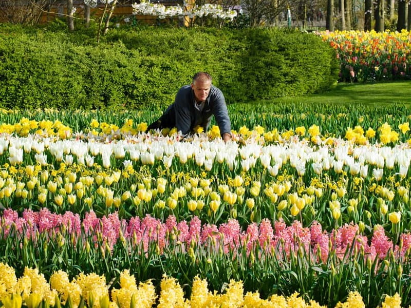 Amsterdam: Tulip Farm Visit, Keukenhof, and Windmill Cruise - Transport and pacing: how the day stays organized