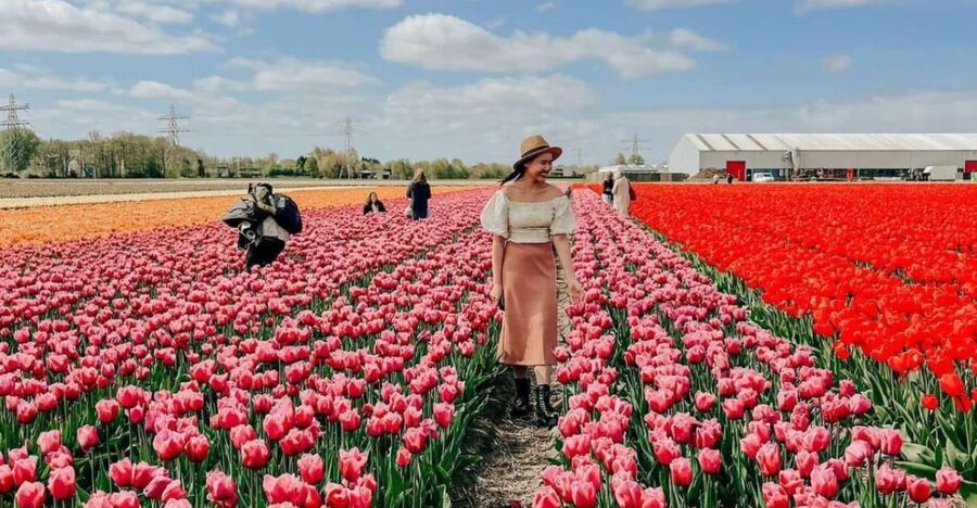 Amsterdam: Tulip Farm Visit, Keukenhof, and Windmill Cruise - Price and value: what you get for $99