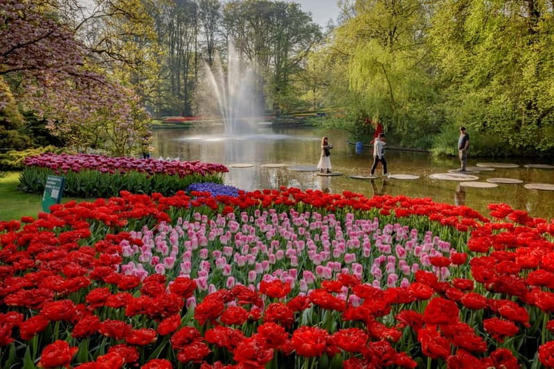 Amsterdam: Tulip Farm Visit, Keukenhof, and Windmill Cruise - Should you book this Amsterdam Keukenhof and farm day trip?