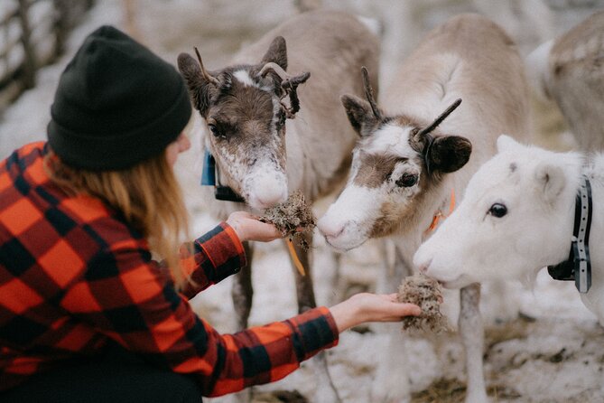 Arctic Reindeer Farm Experience with Snowshoeing in the Wild - Quick hits
