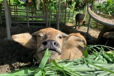 Aroidee’s Farm-Fresh Thai Cooking Experience - Harvesting herbs, collecting eggs, and feeding animals