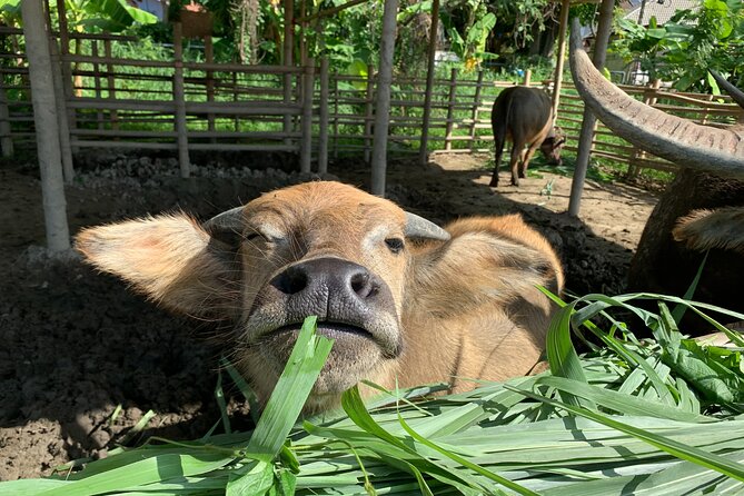 Aroidee’s Farm-Fresh Thai Cooking Experience - Harvesting herbs, collecting eggs, and feeding animals