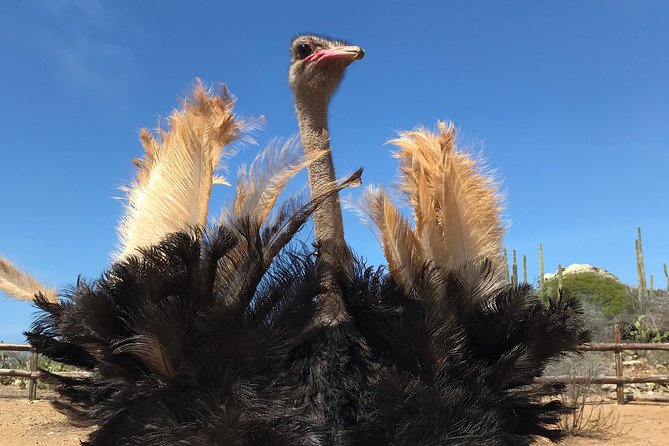 Aruba Ostrich Farm Tour with Lunch - Key things to know before you go