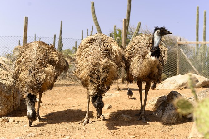 Aruba Ostrich Farm Tour with Lunch - Before or After the Tour: Art Shop Time and On-Site Relaxing