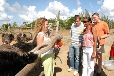 Aruba Ostrich Farm Tour with Lunch - From Adult Birds to Young Ones: The Hatchery, Incubator, and Special Pens