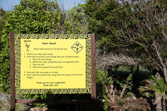 Aruba Ostrich Farm Tour with Lunch - Price and Logistics: Is $38 Worth It?