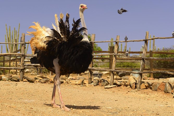Aruba Ostrich Farm Tour with Lunch - Should You Book the Aruba Ostrich Farm Tour with Lunch?