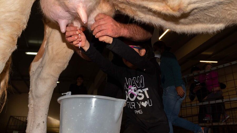 Arzana: Day with a shepherd w/ lunch in a farm - Key moments to look forward to