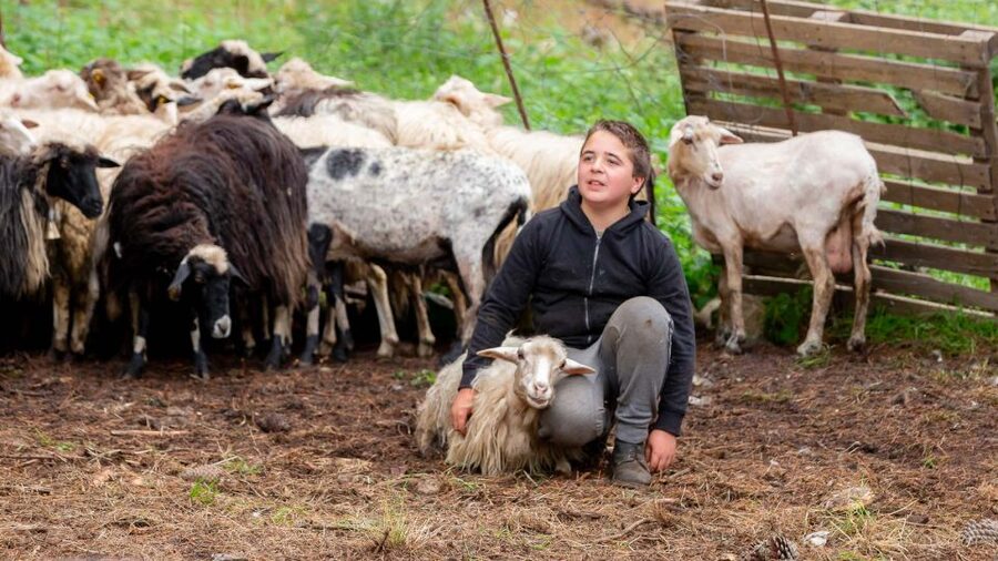 Arzana: Day with a shepherd w/ lunch in a farm - Milking sheep (manual and mechanical) without the mystery